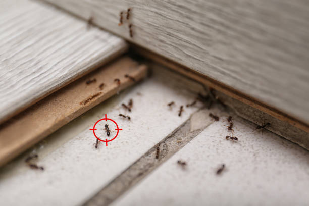 Best Local Pest Control Services  in Jenkins, KY