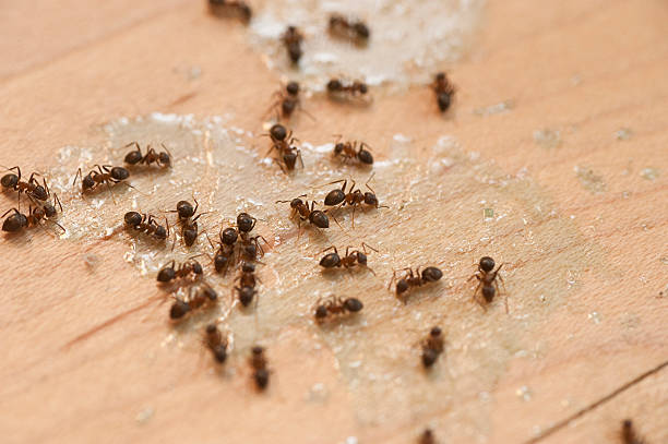 Best Mosquito Control Services  in Jenkins, KY