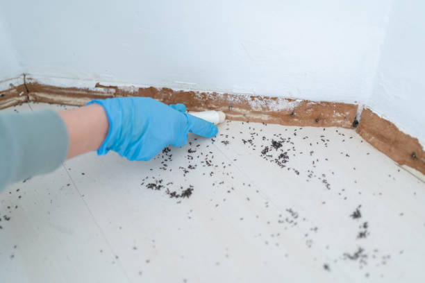 Best Pest Prevention Services  in Jenkins, KY
